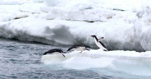 Com muito estilo, pinguins adelie se atiram no mar na região de Brown Bluff, na Antártida
